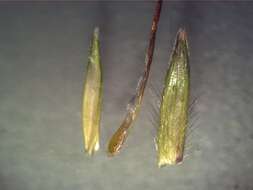 صورة Bothriochloa macra (Steud.) S. T. Blake