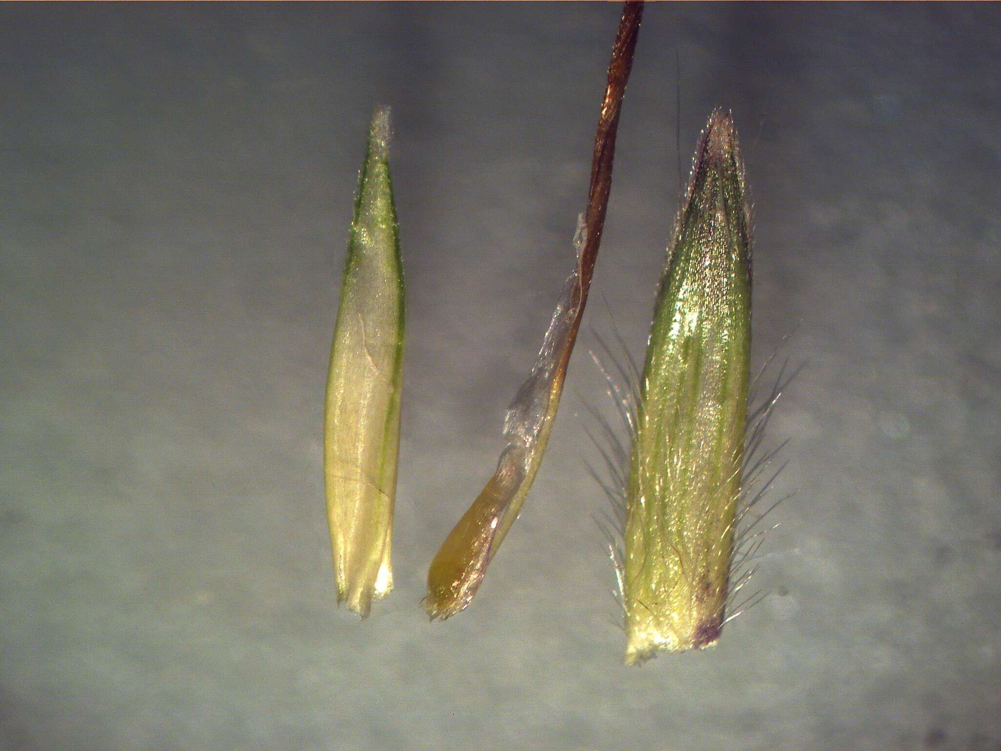 صورة Bothriochloa macra (Steud.) S. T. Blake