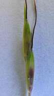 صورة Bothriochloa macra (Steud.) S. T. Blake