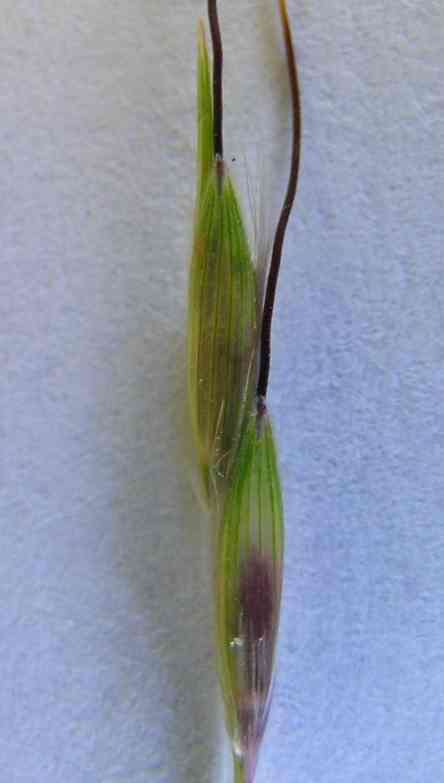 صورة Bothriochloa macra (Steud.) S. T. Blake