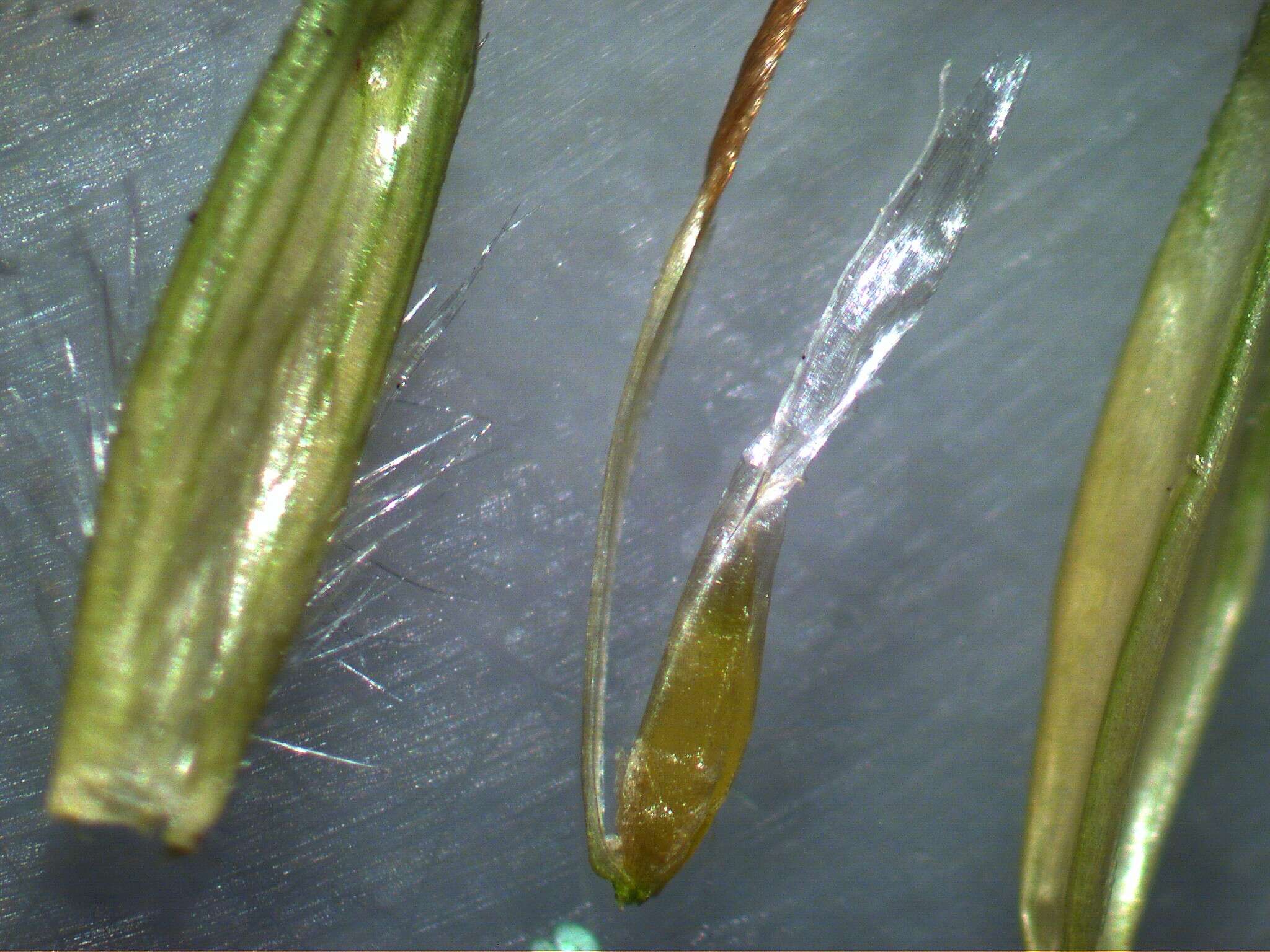 صورة Bothriochloa macra (Steud.) S. T. Blake