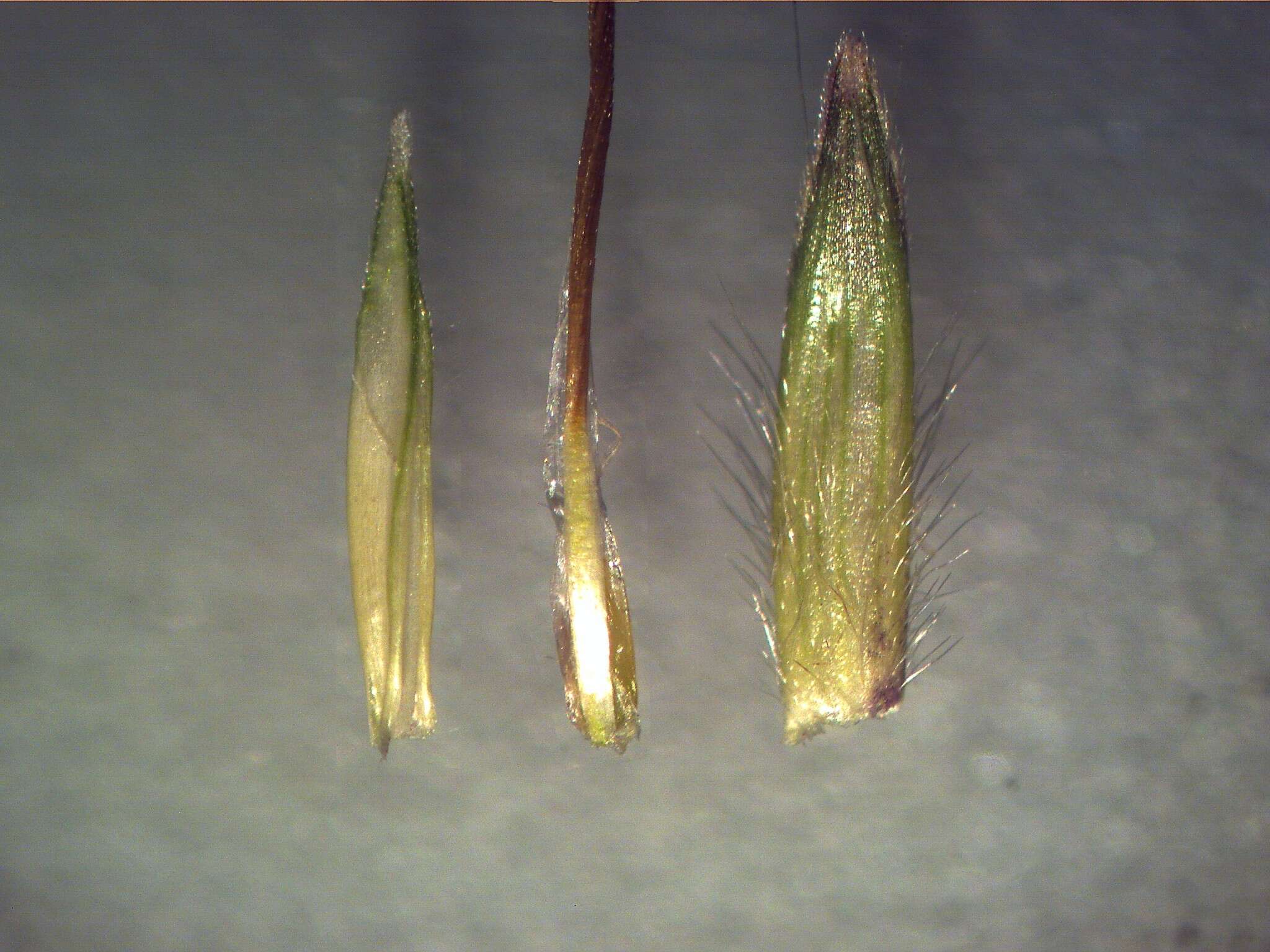 صورة Bothriochloa macra (Steud.) S. T. Blake