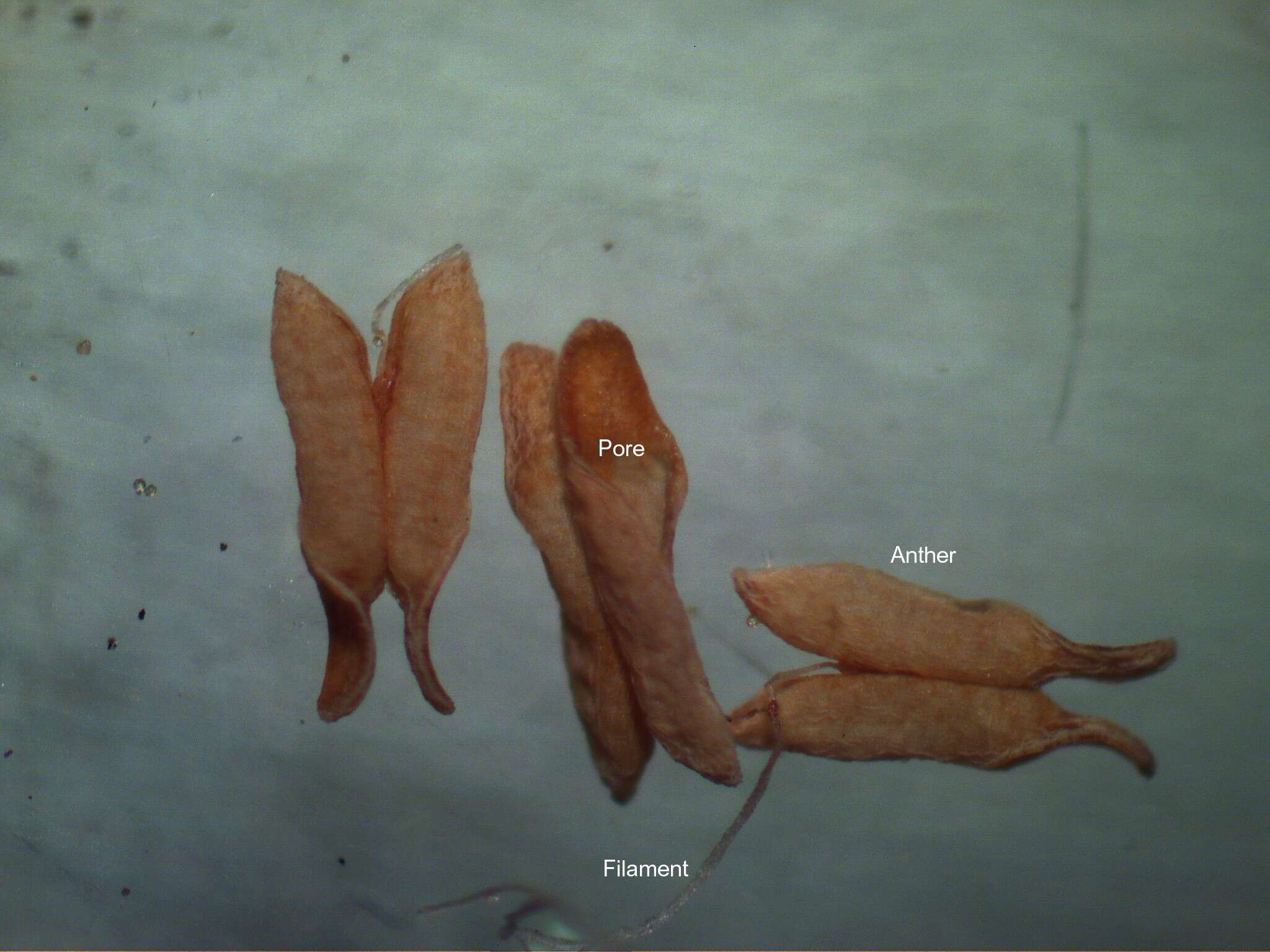 صورة Bothriochloa macra (Steud.) S. T. Blake