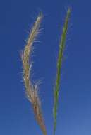 Image of clovenfoot plumegrass