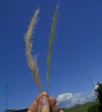 Image of clovenfoot plumegrass