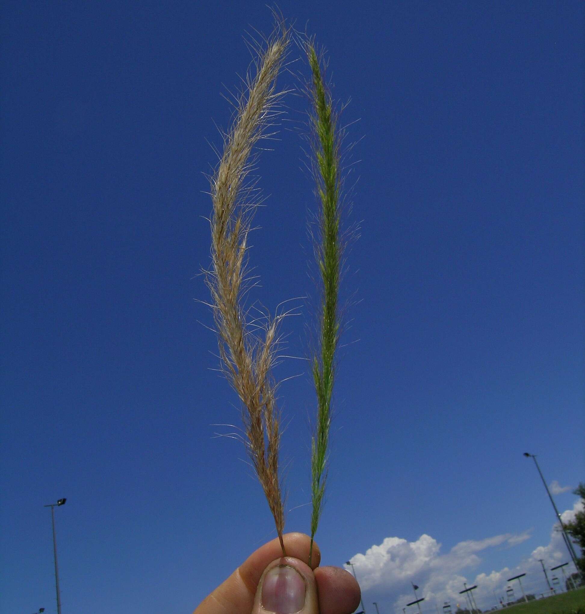 Image of clovenfoot plumegrass