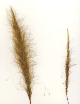 Image of clovenfoot plumegrass