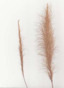 Image of clovenfoot plumegrass