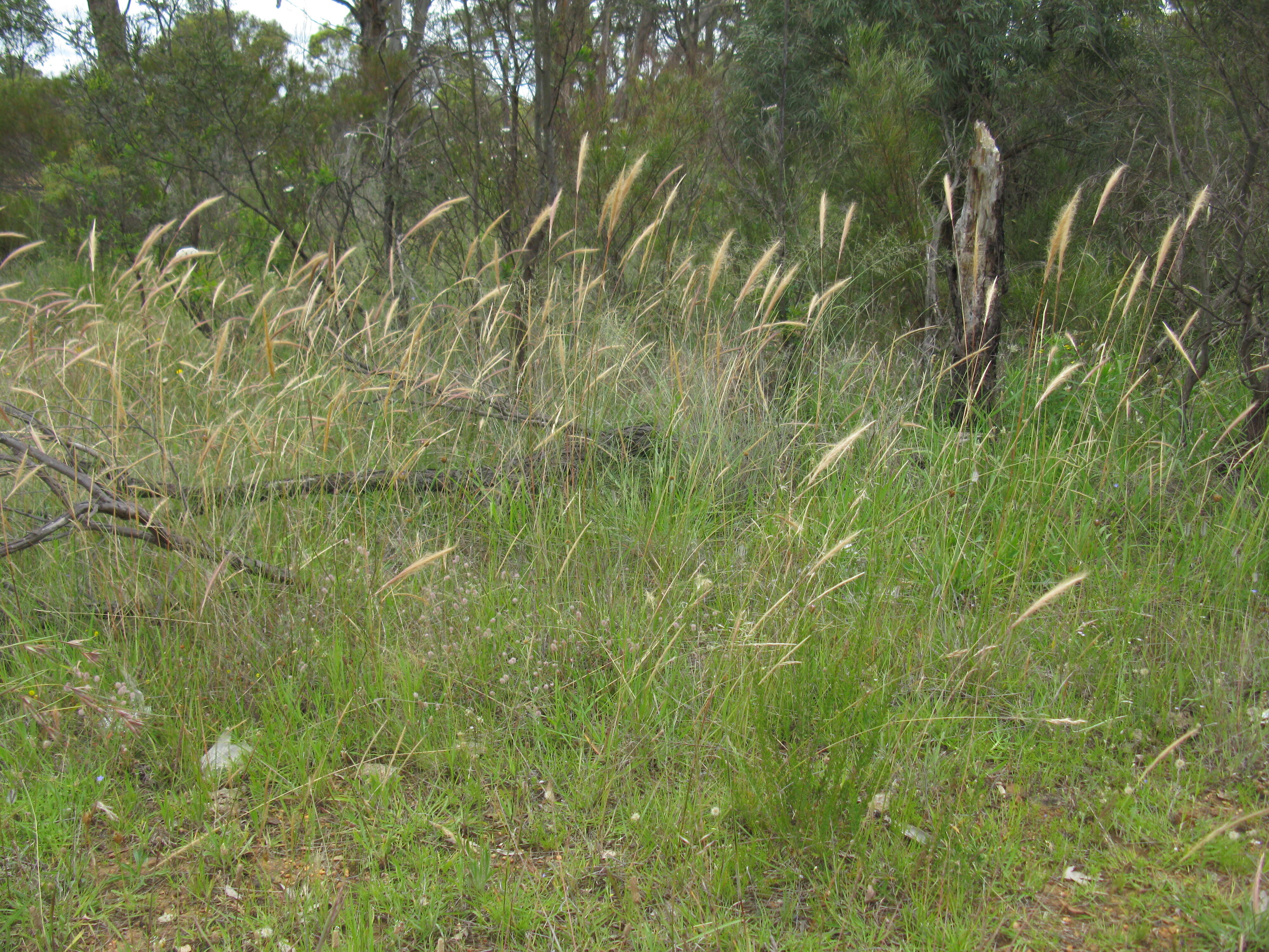 Image of clovenfoot plumegrass