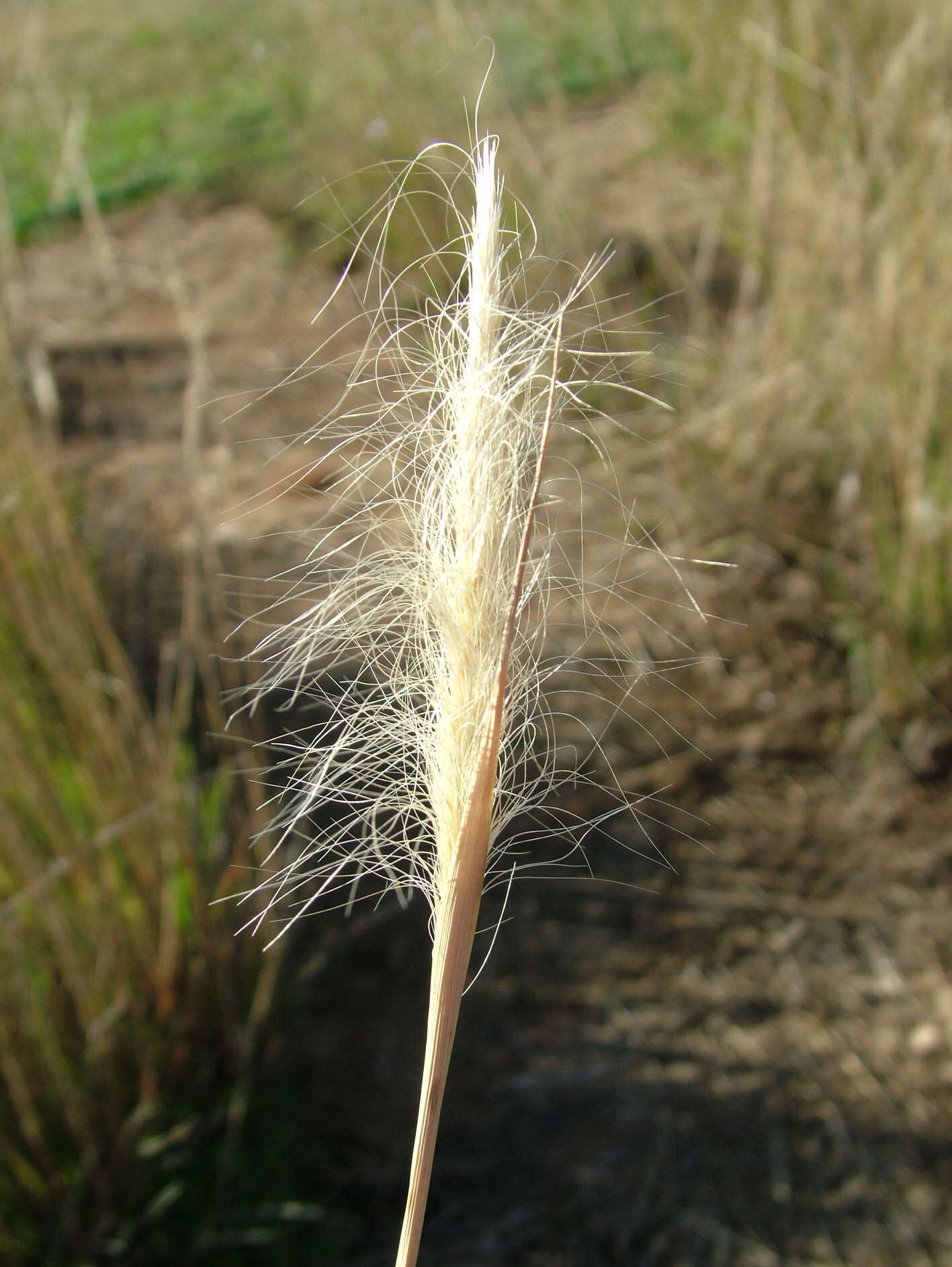 Sivun Dichelachne crinita (L. fil.) Hook. fil. kuva