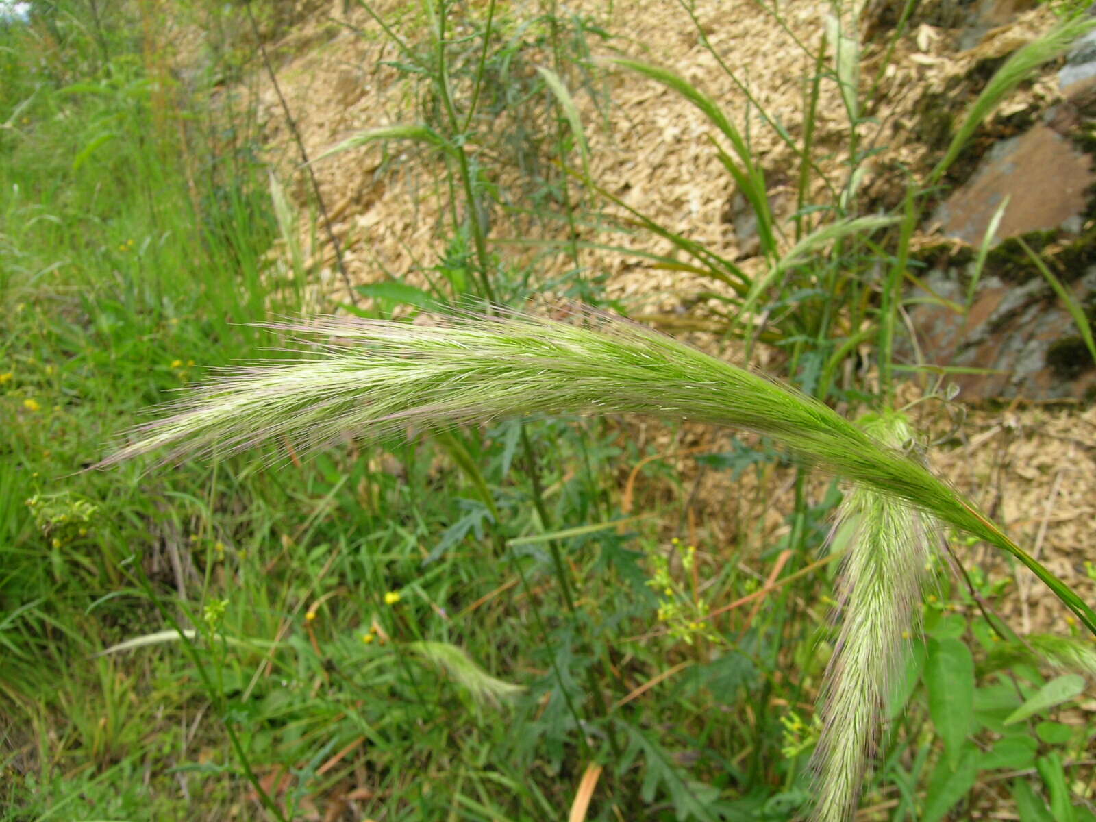 Image of clovenfoot plumegrass