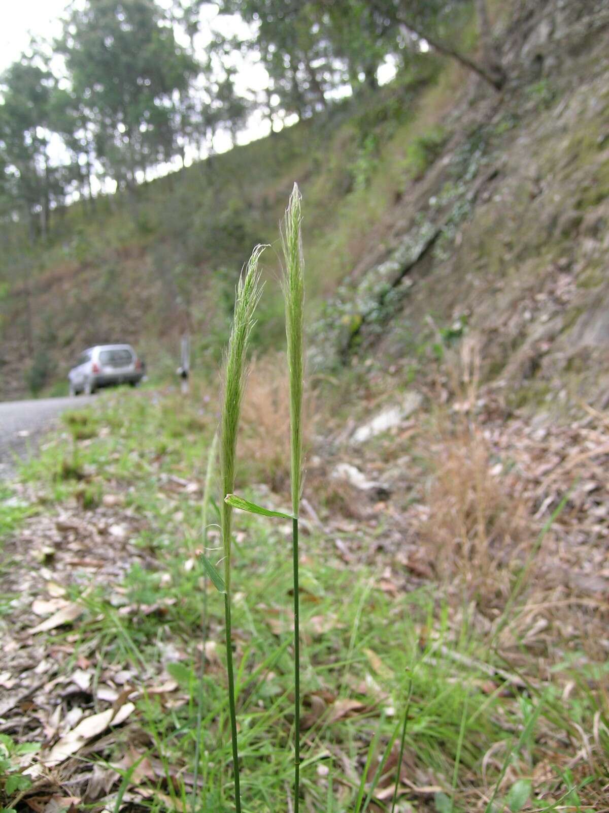 Image of clovenfoot plumegrass