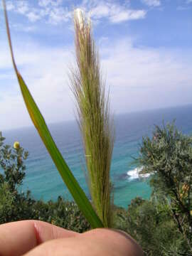 Image of clovenfoot plumegrass