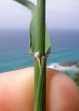 Image of clovenfoot plumegrass