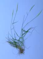 Image of clovenfoot plumegrass