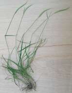 Image of clovenfoot plumegrass