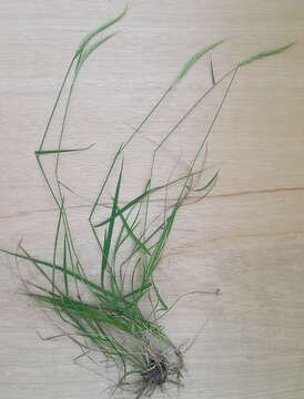 Image of clovenfoot plumegrass