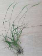 Image of clovenfoot plumegrass