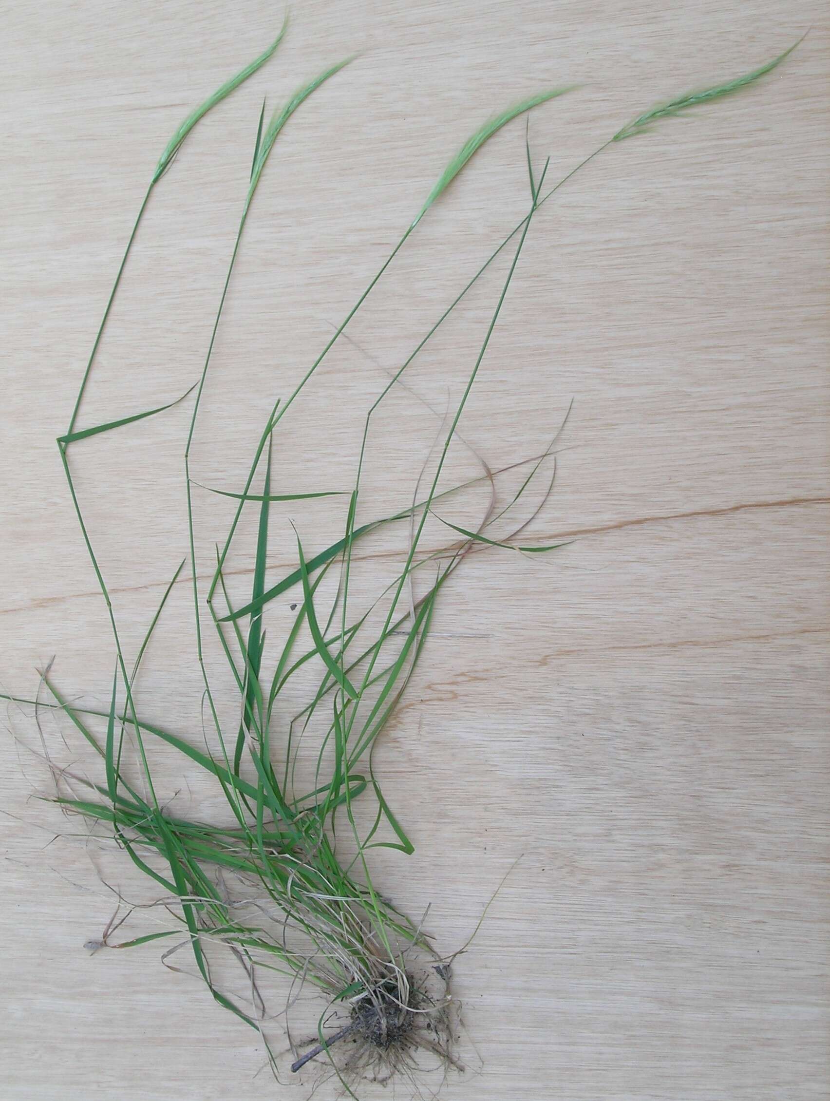 Image of clovenfoot plumegrass