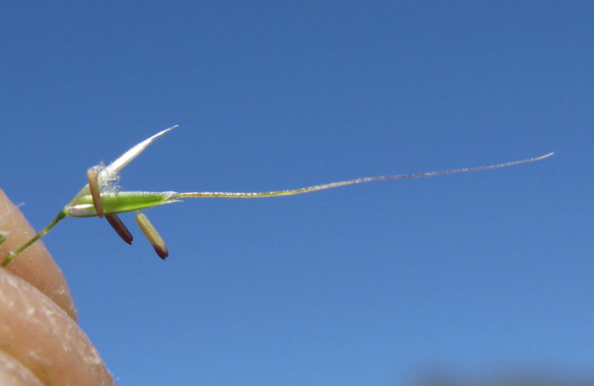 Слика од Dichelachne rara (R. Br.) Vickery