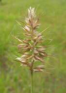 Image de Echinopogon caespitosus C. E. Hubb.