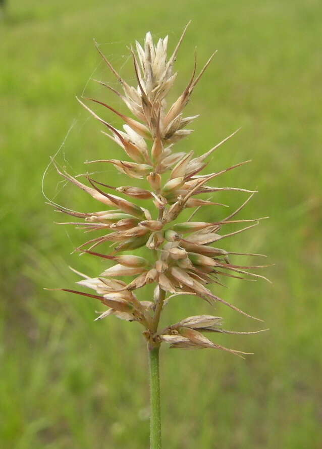 Image de Echinopogon caespitosus C. E. Hubb.