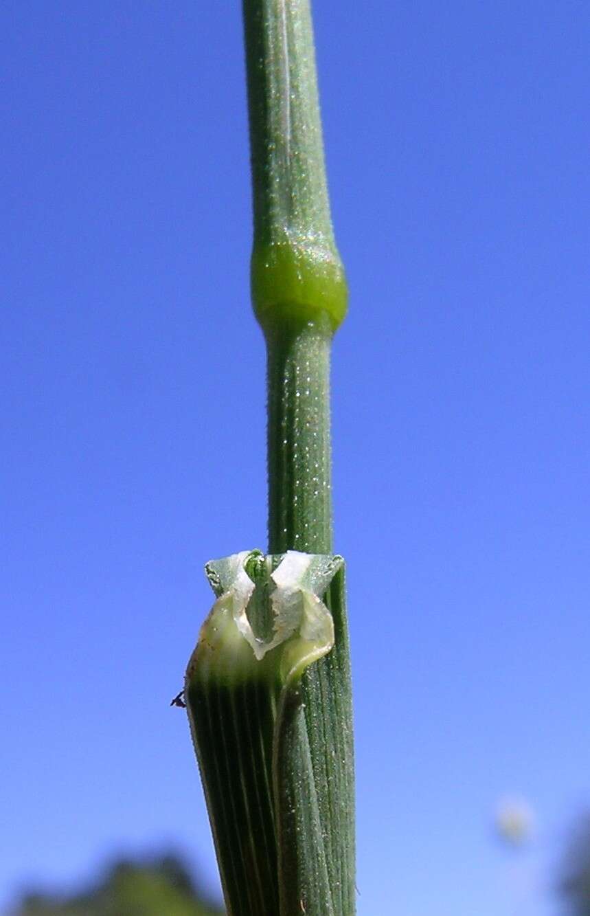 Image de Echinopogon caespitosus C. E. Hubb.