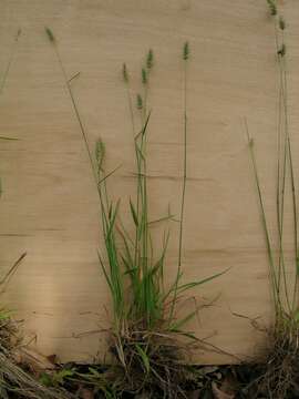 Image de Echinopogon caespitosus C. E. Hubb.