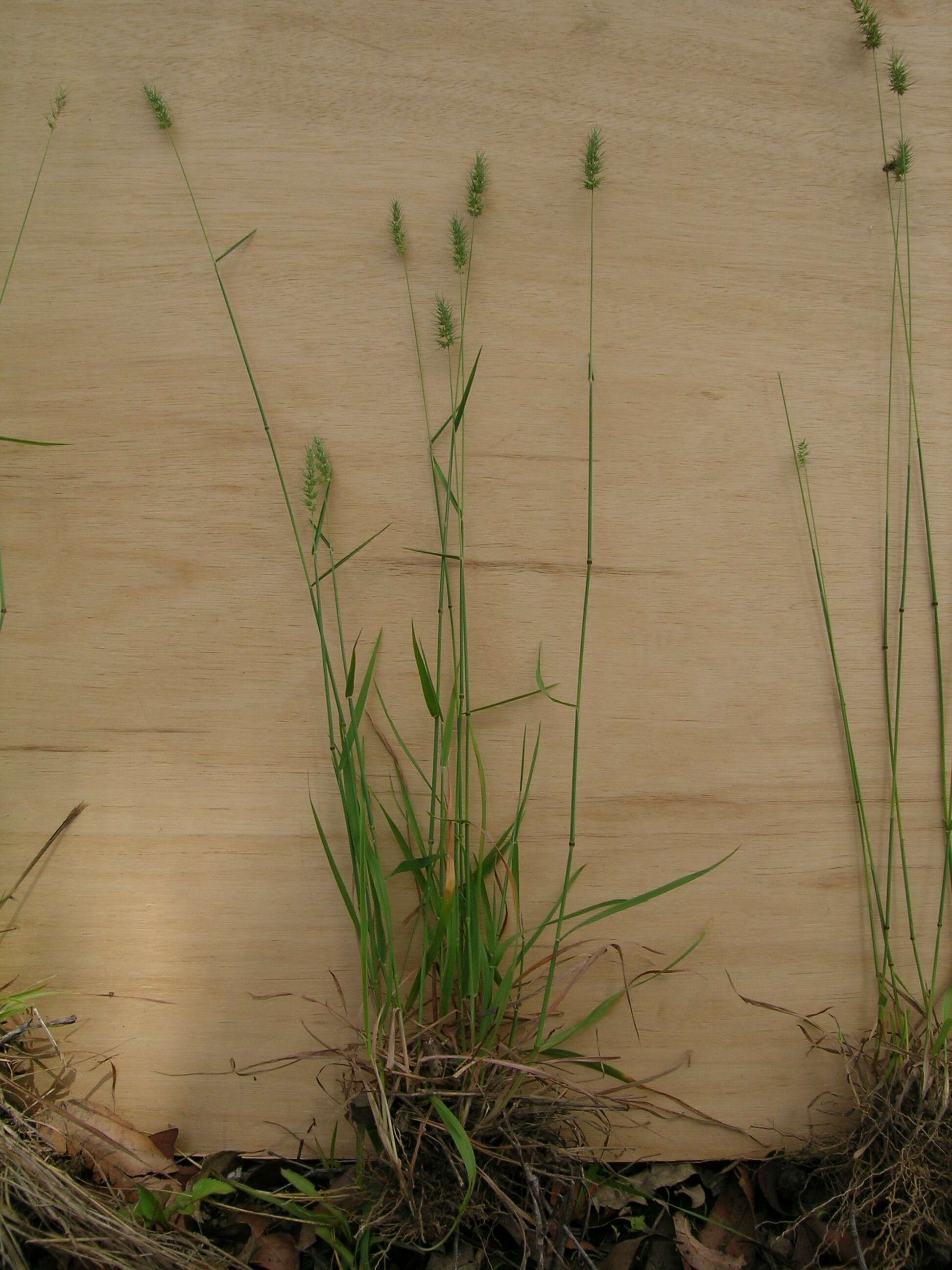 Image de Echinopogon caespitosus C. E. Hubb.