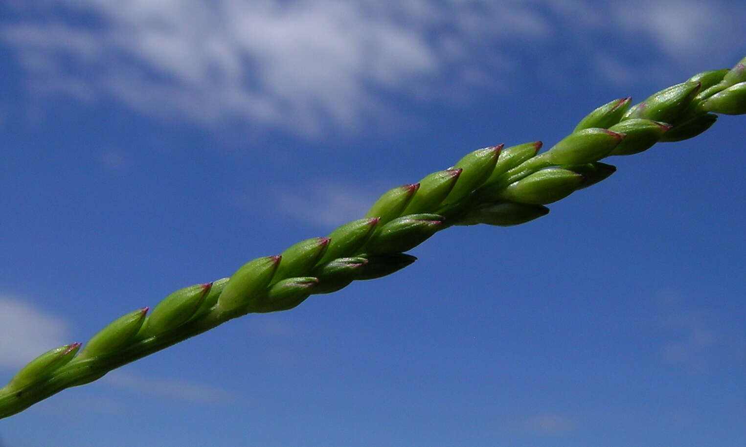 Entolasia stricta (R. Br.) Hughes resmi