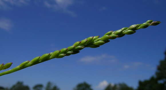 Entolasia stricta (R. Br.) Hughes resmi