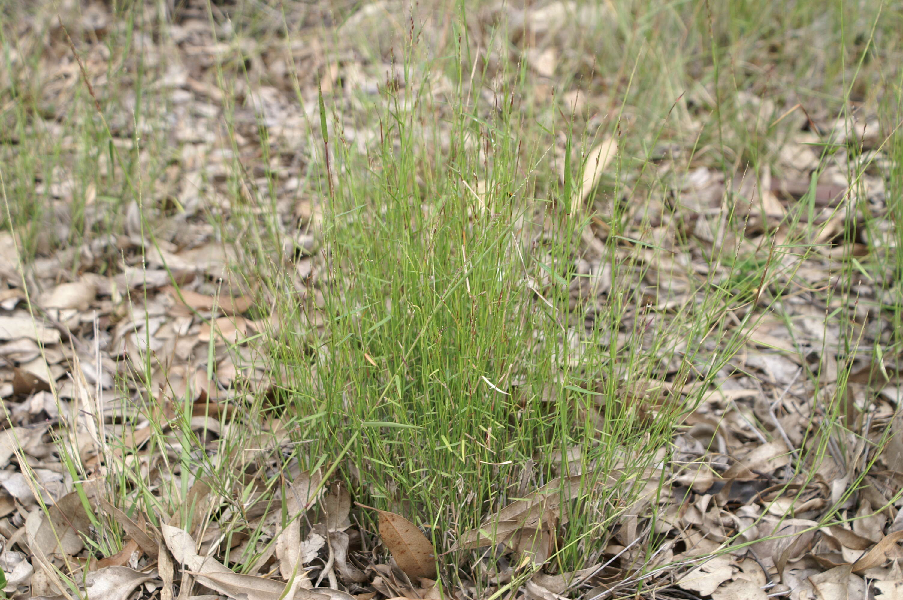 Entolasia stricta (R. Br.) Hughes resmi