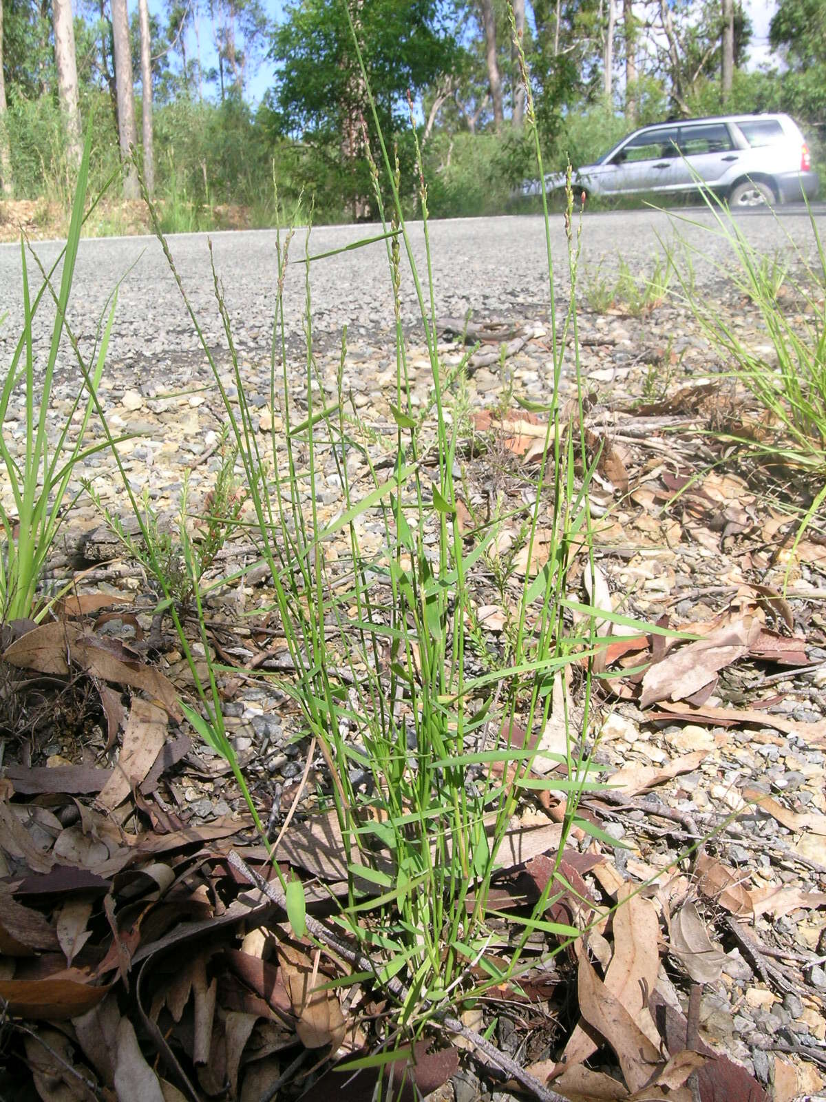 Entolasia stricta (R. Br.) Hughes resmi