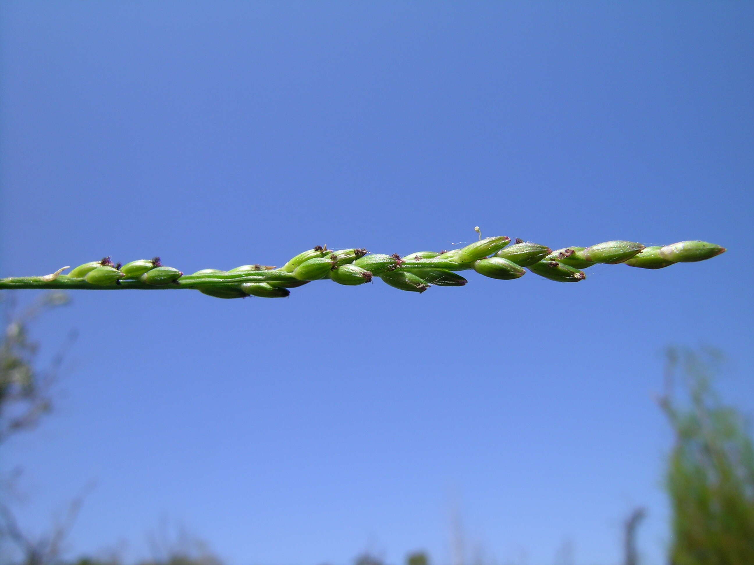 Entolasia stricta (R. Br.) Hughes resmi