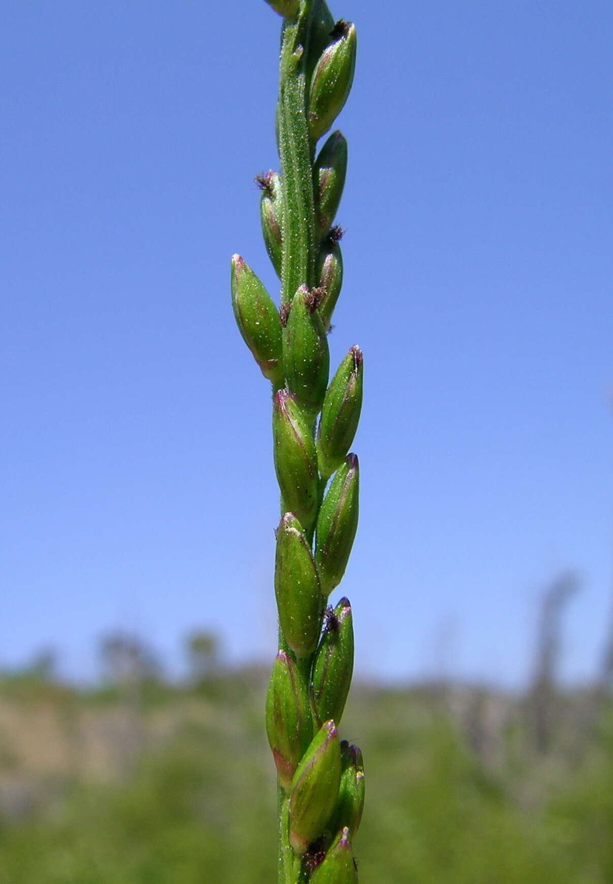 Entolasia stricta (R. Br.) Hughes resmi