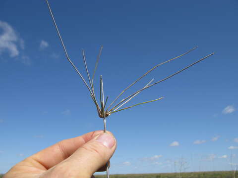 Image of Eragrostis australasica (Steud.) C. E. Hubb.