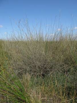 Image of Eragrostis australasica (Steud.) C. E. Hubb.