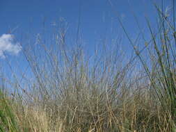 Image of Eragrostis australasica (Steud.) C. E. Hubb.