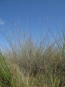 Image of Eragrostis australasica (Steud.) C. E. Hubb.