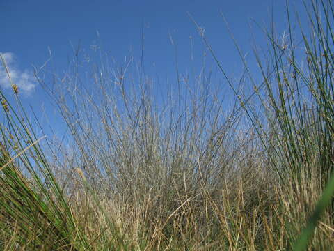 Image of Eragrostis australasica (Steud.) C. E. Hubb.