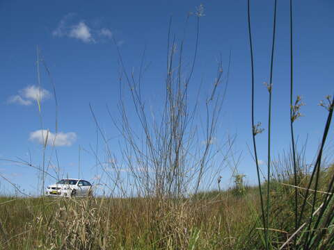 Слика од Eragrostis australasica (Steud.) C. E. Hubb.