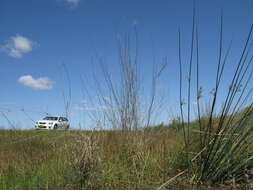 Слика од Eragrostis australasica (Steud.) C. E. Hubb.