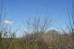 Слика од Eragrostis australasica (Steud.) C. E. Hubb.