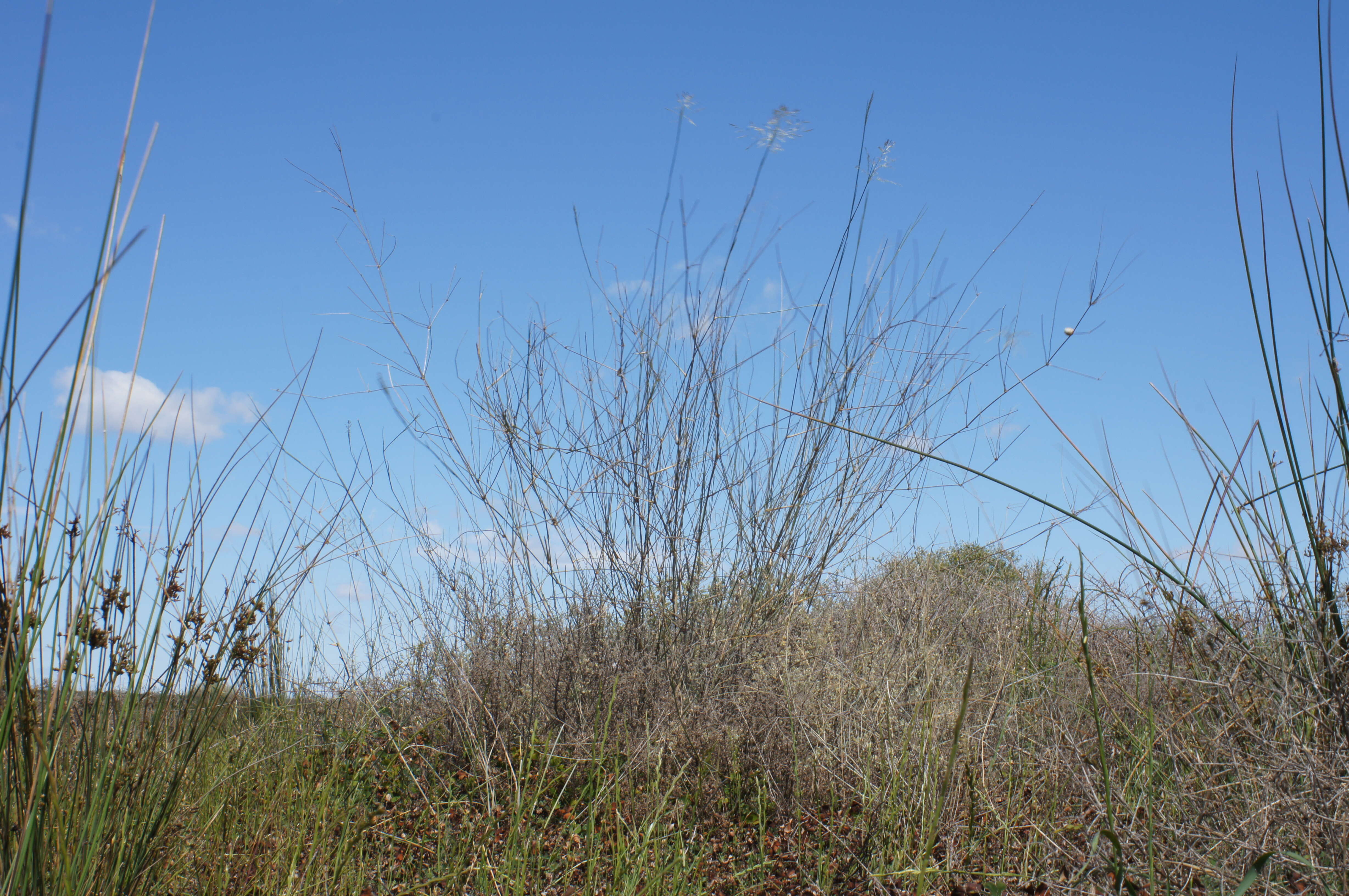 Слика од Eragrostis australasica (Steud.) C. E. Hubb.