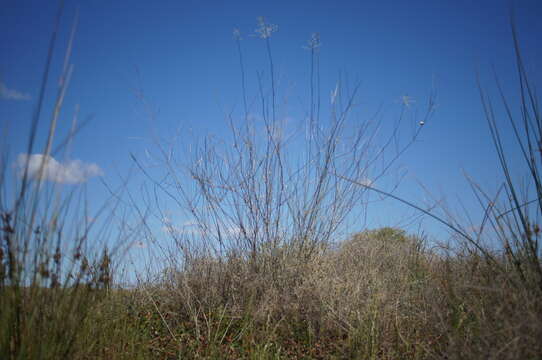 Слика од Eragrostis australasica (Steud.) C. E. Hubb.