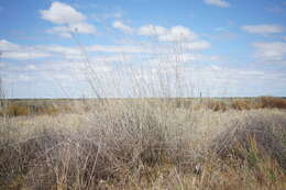 Image of Eragrostis australasica (Steud.) C. E. Hubb.