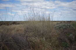 Image of Eragrostis australasica (Steud.) C. E. Hubb.