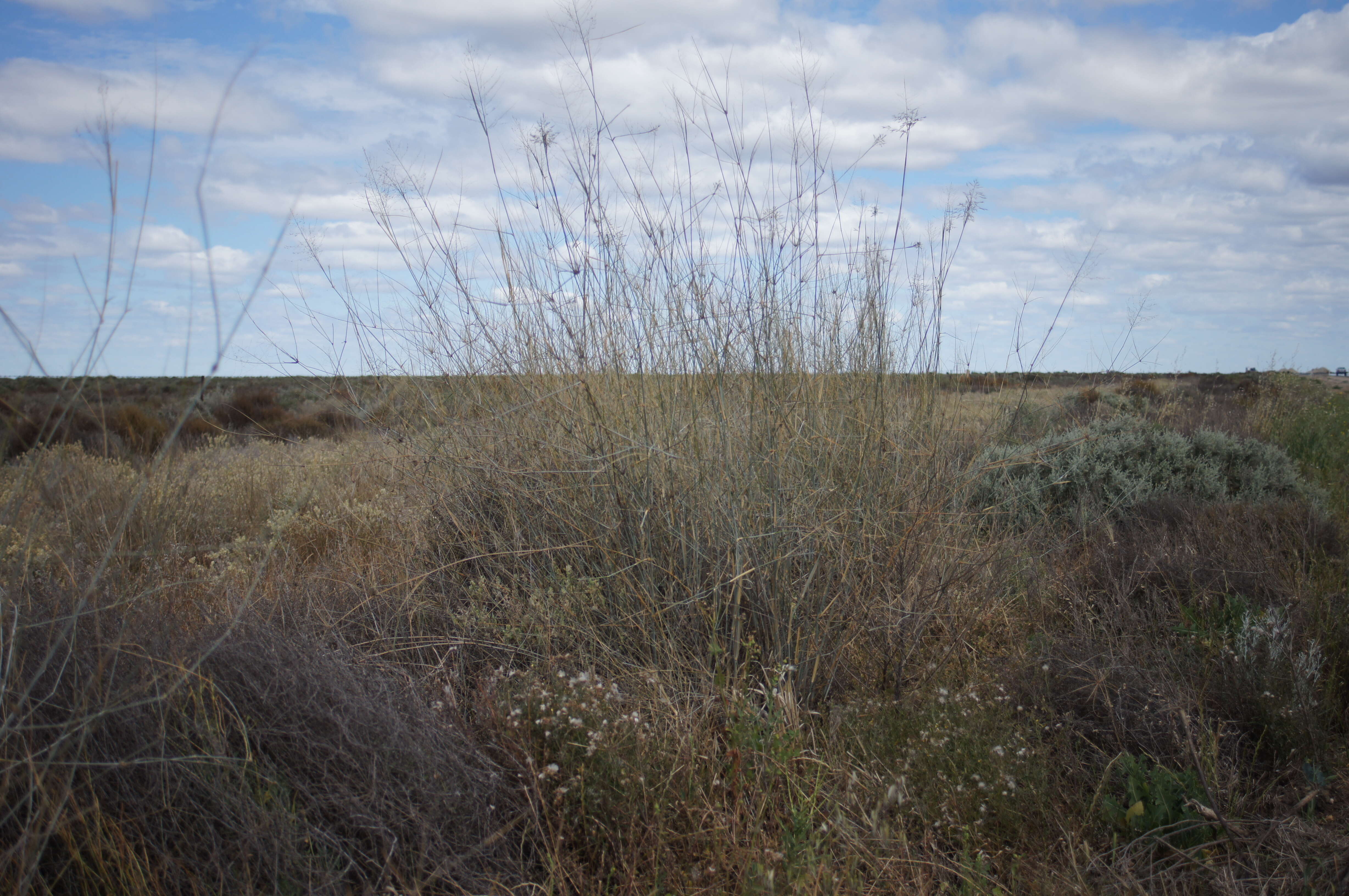 Image of Eragrostis australasica (Steud.) C. E. Hubb.