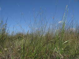 Image of Eragrostis australasica (Steud.) C. E. Hubb.