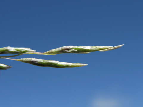 Слика од Eragrostis australasica (Steud.) C. E. Hubb.